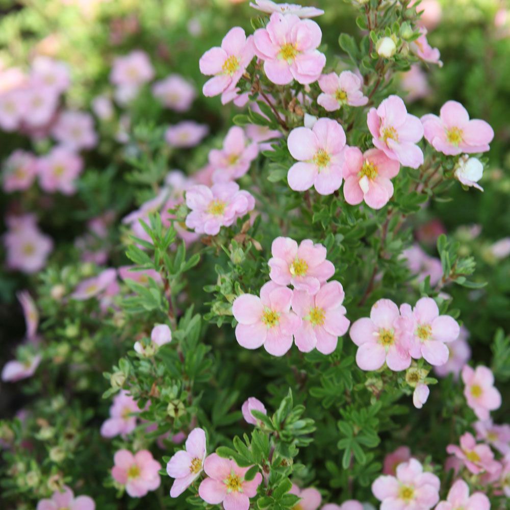 Pink Beauty.jpg